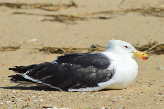 seagull sitting on beach cape cod