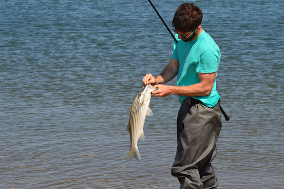 unhooking a striped bass on cape cod