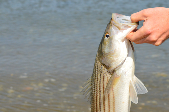 up close striped bass on cape cod