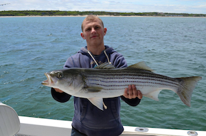 striped bass fishing report june 8 cape cod