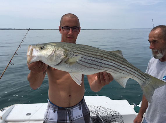 Chris Cormier Keeper Striped Bass On Cape Cod