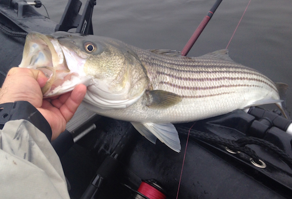 Chris French Striped Bass fishing from a kaboat