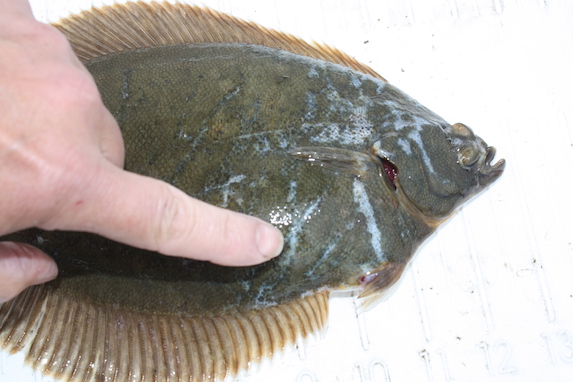 Dragger net scars on boston harbor flounder