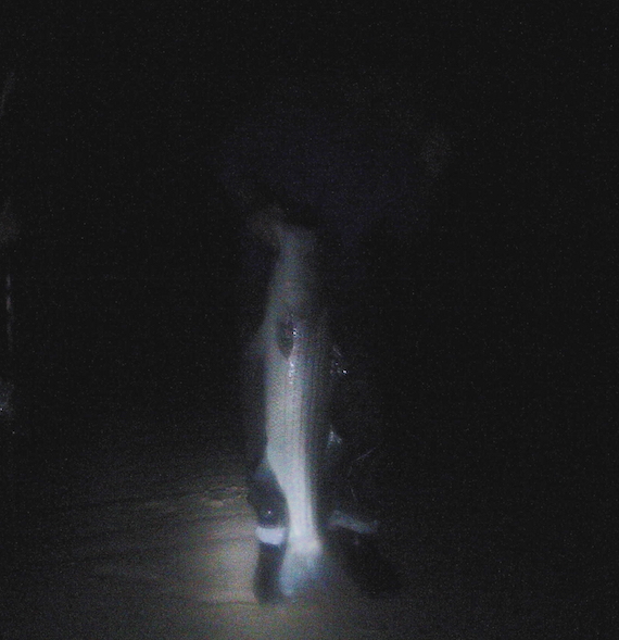 keeper striped bass cape cod night surfcasting