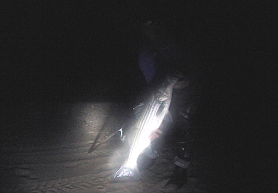 my fishing cape cod group surfcasting trip ryan collins with a small keeper striped bass