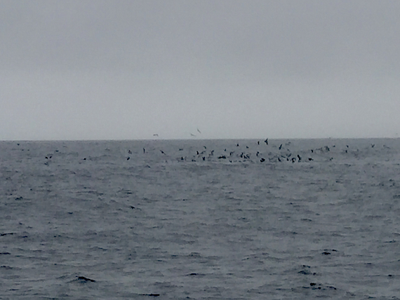 birds working over striped bass on june 30, 2015 off cape cod, massachusetts