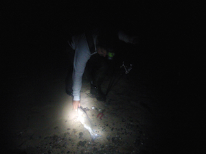ryan turcotte surfcasting cape cod at night