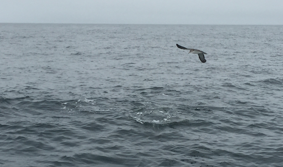 striper boiling on the surface off cape cod, ma
