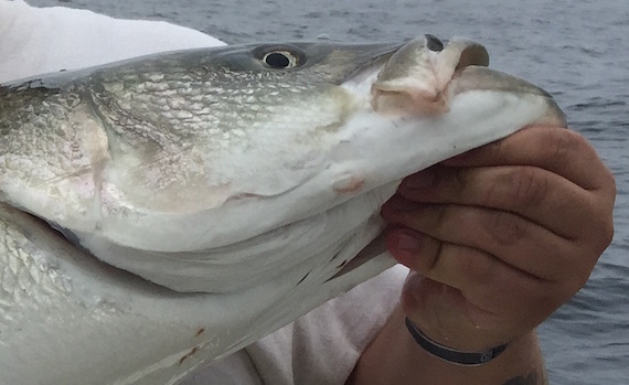keeper striped bass june 30 2015 cape cod fishing report