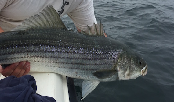 striped bass fishing on cape cod june 30 2015 report matt bach