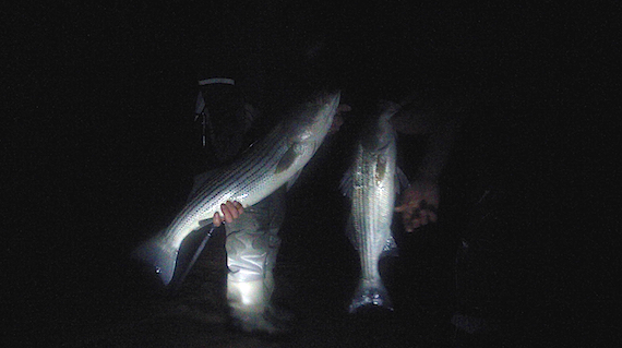 cape cod surfcasting at night during june ryan collins and kris magnet