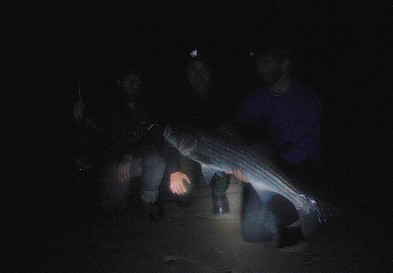 20 pound striped bass surfcasting at night on cape cod with ryan collins