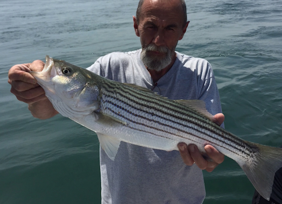cape cod striped bass fishing report june 2015