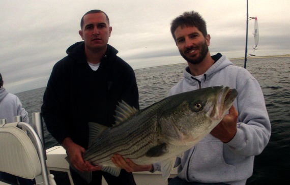 big striped bass on cape cod june 19 fishing report