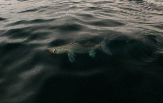 landing a cape cod striped bass