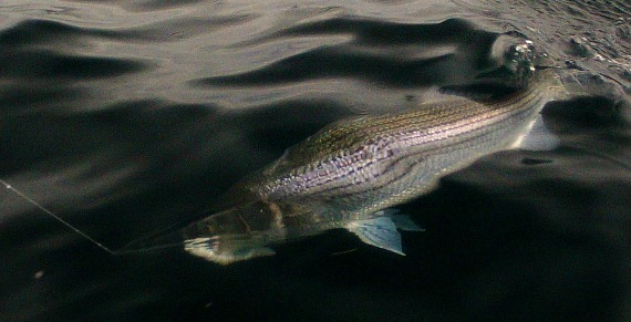 big cape cod striped bass june 19 fishing report