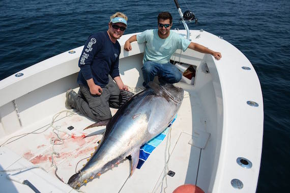 giant tuna fishing cape star charters