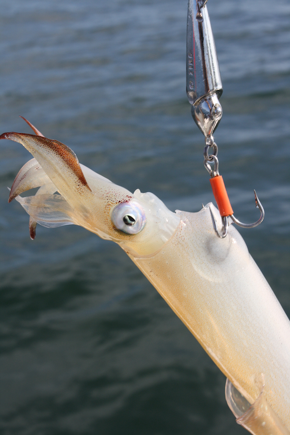 squid fluke fishing