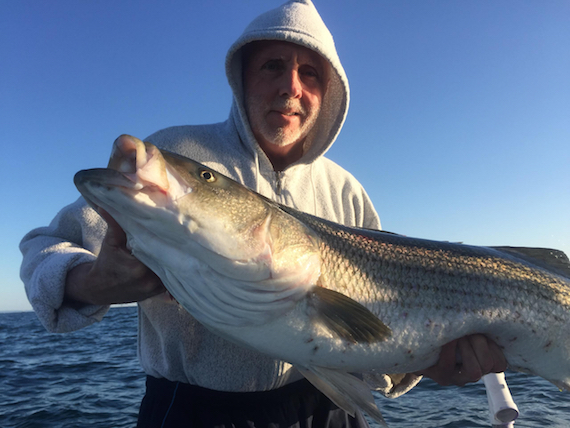 dad jake collins tube and worm keeper striped bass