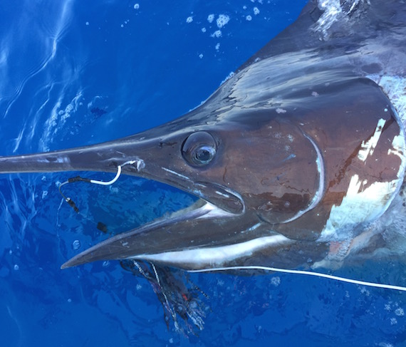 up close blue marlin caught off cape cod 2015
