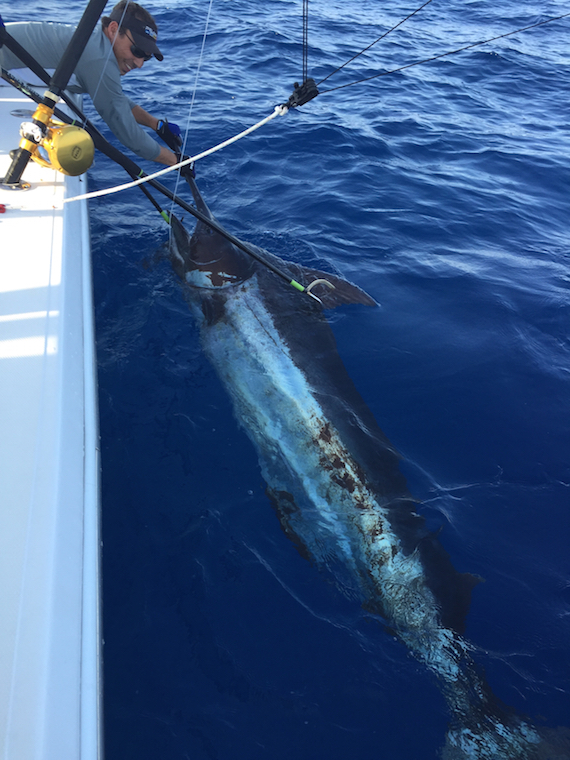 blue marlin cape cod fishing report