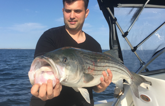 striped bass cape cod july 2015 fishing report