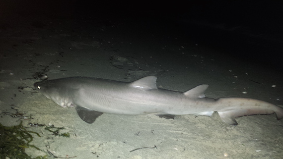 unhooking cape cod sand tiger shark caught from shore