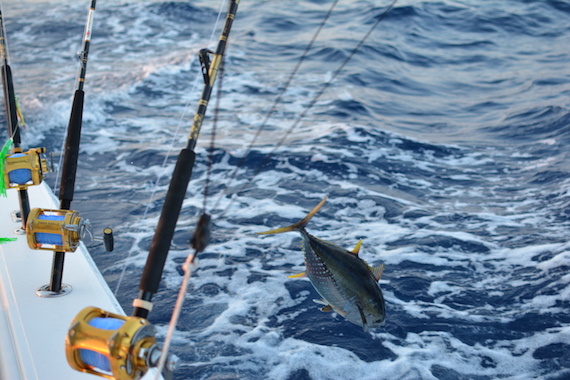 cape cod offshore fishing yellowfin tuna