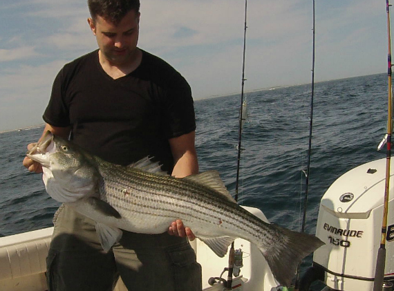 my fishing cape cod striped bass fishing report by david benoit