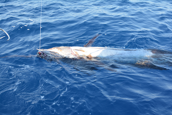 blue marlin cape cod offshore fishing report
