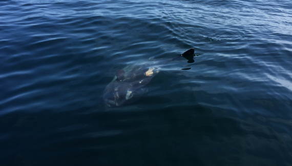 ocean sunfish mola mola on cape cod