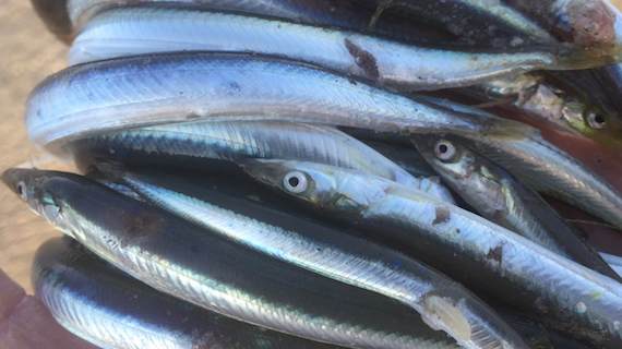 How to Rake for Sand Eels on Cape Cod