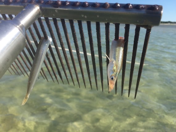 How to Rake for Sand Eels on Cape Cod