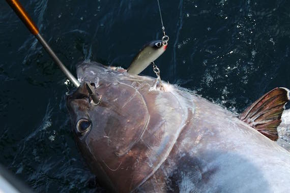 cape cod tuna with plug