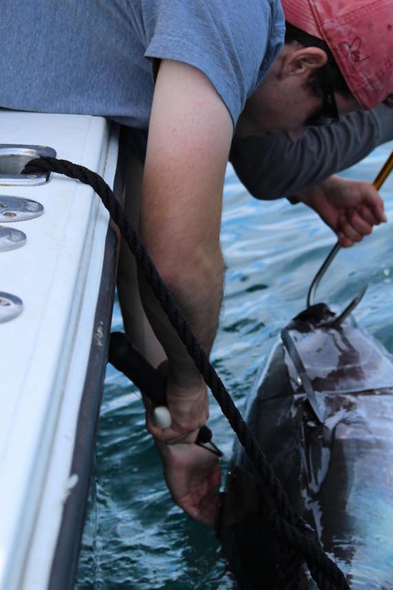 applying tuna tag cape cod