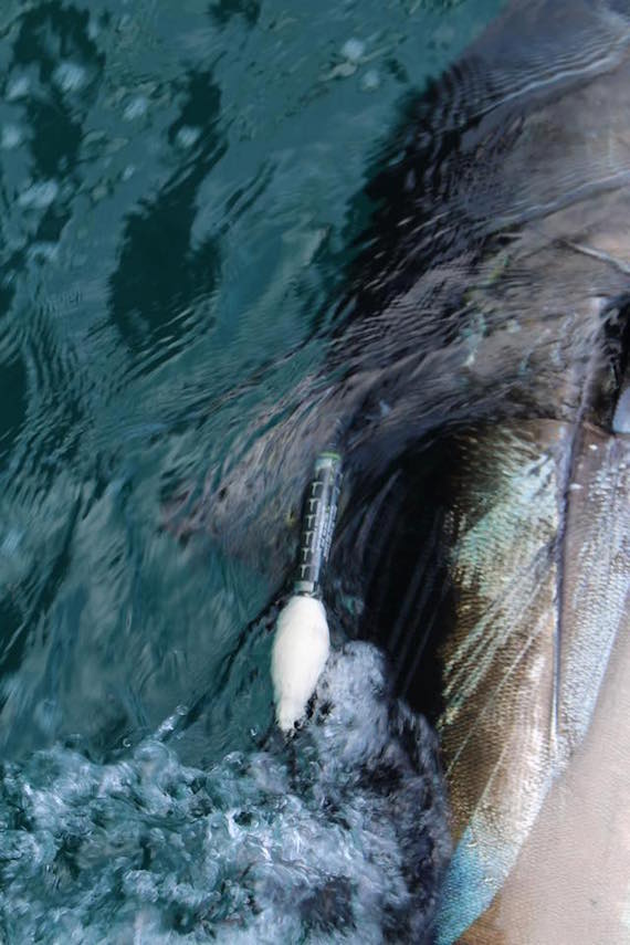 tagging bluefin tuna off cape cod