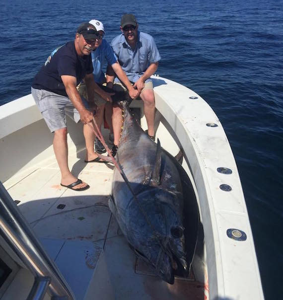 800 pound tuna cape star charters