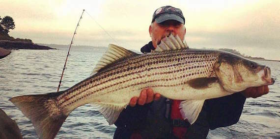 stephen madden large striped bass