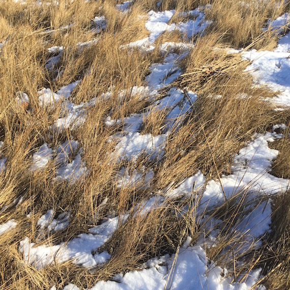 Eel Grass Snow Marsh copy