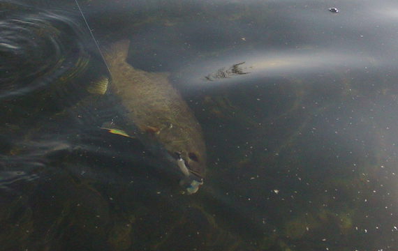 underwater smallmouth bass with white grub lure