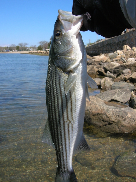 fly fishing on cape cod for stripers