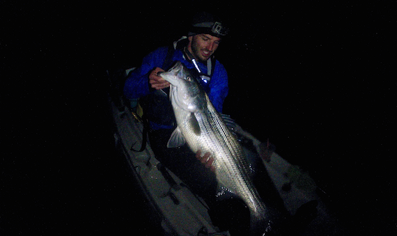 swimming giant tuna off cape cod
