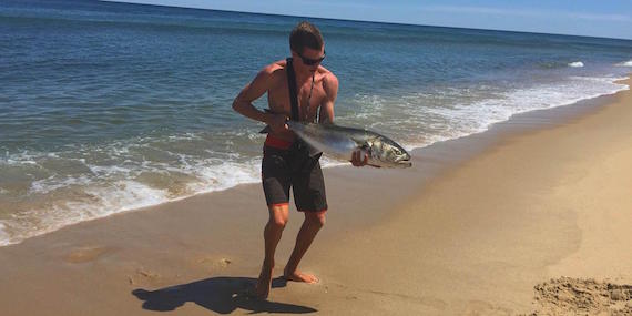 Catching Bluefish on Cape Cod from Shore! 