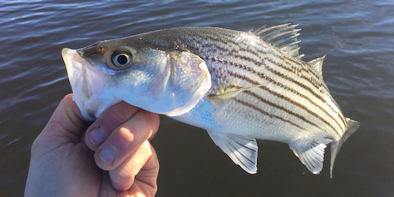 december cape cod striped bass