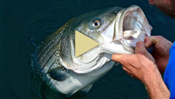 Cape Cod Fishing Videos