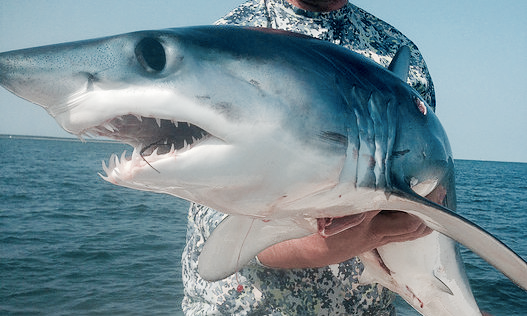 The Guide To Shark Fishing Off Cape Cod
