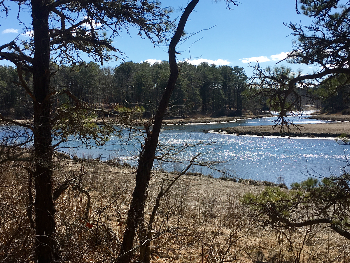 Fly Fishing Cape Cod for Trout with Pirate