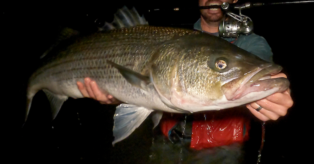 July 26th Cape Cod Fishing Report with Ian of the Goose Hummock - My ...