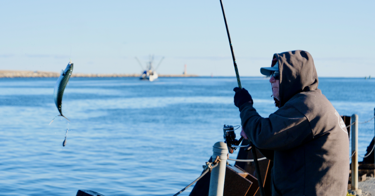 Carl Johansen landing canal mackerel FB