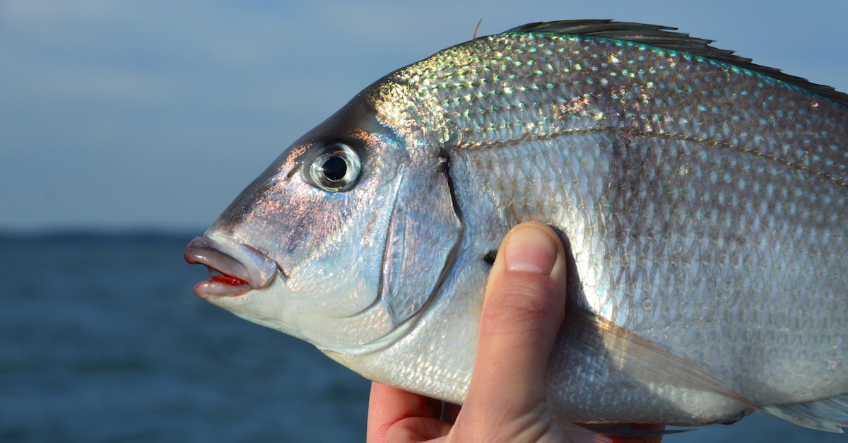 Get Ready for Scup Fishing on Cape Cod! - My Fishing Cape Cod